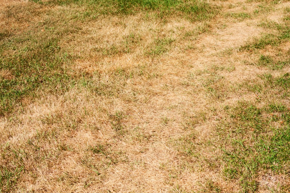 Not only this, but Timothy Greene also explained how to banish brown and yellow patches, as well as wilting grass from your lawn