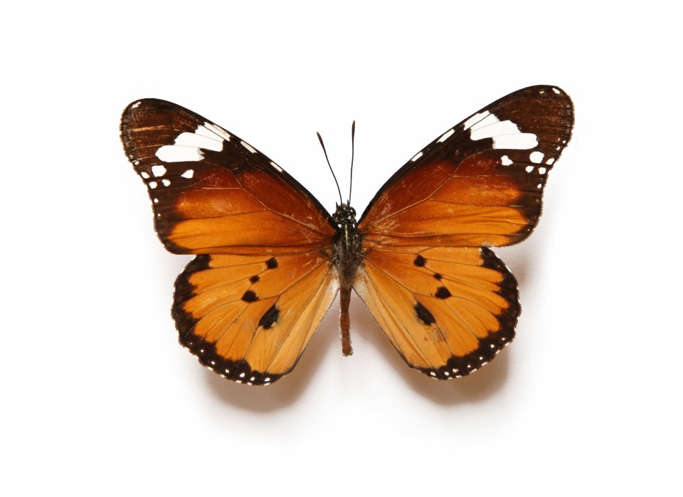 Take part in Butterfly Conservation’s Big Butterfly Count before August 4