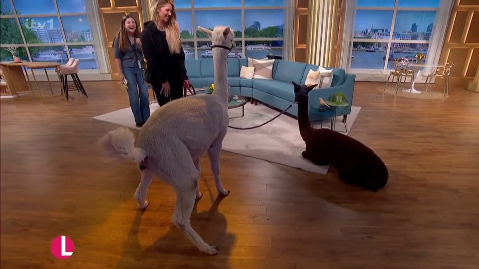 The classic TV poo moment came as two alpacas visited the ITV studio Credit: ITV