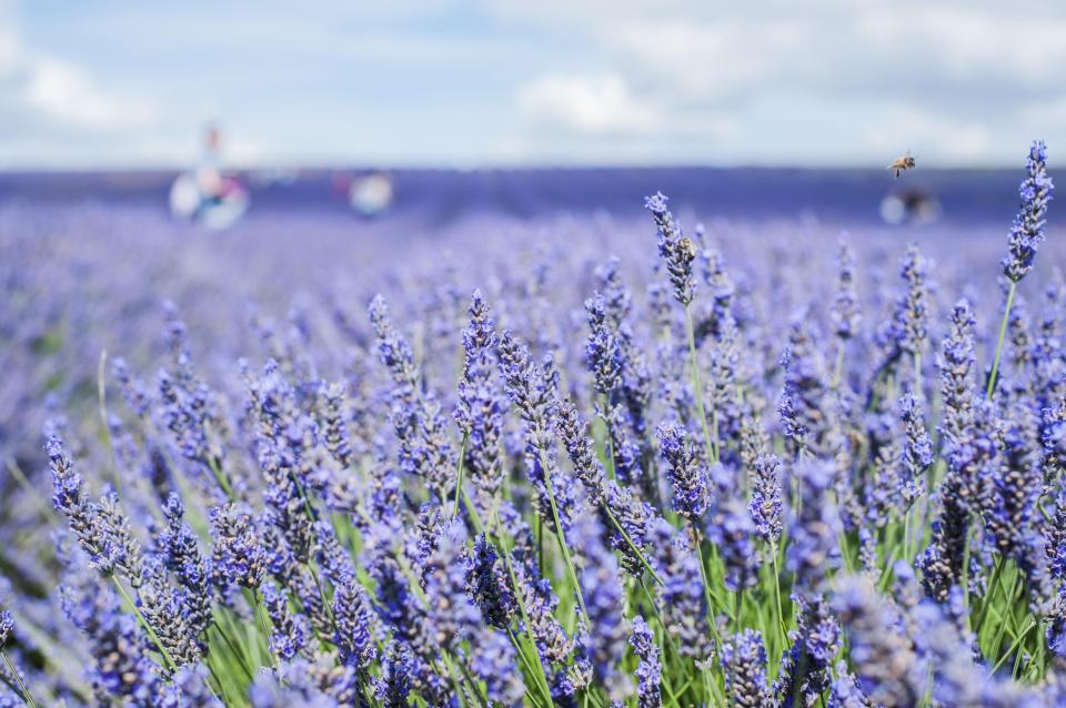 Lavender is another scent rats hate