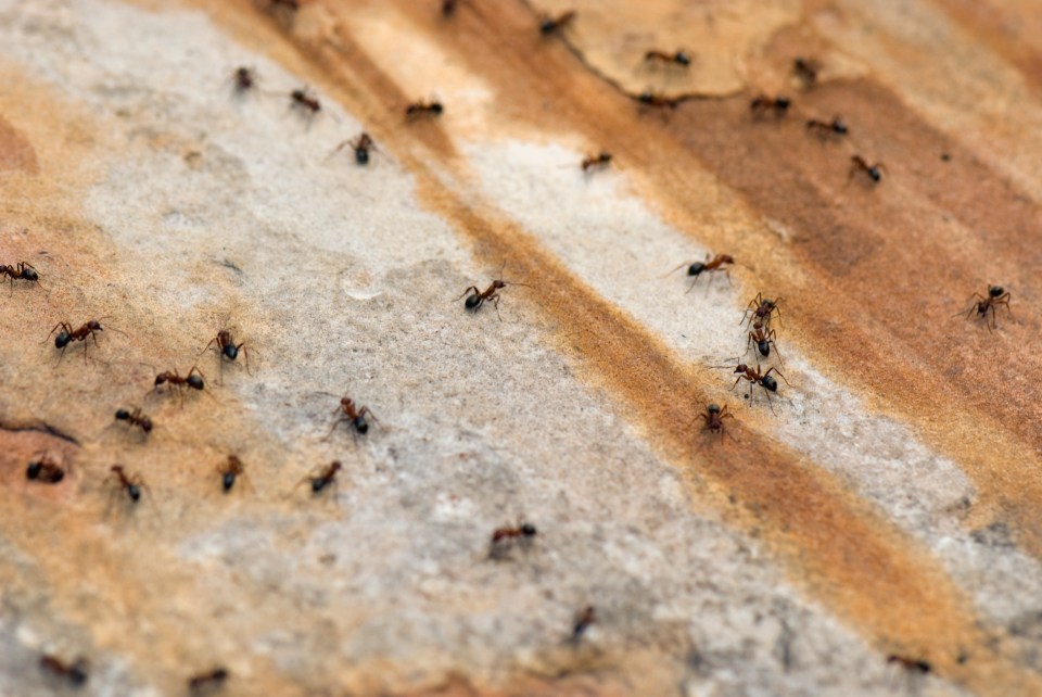 Ants like to come inside in search of food