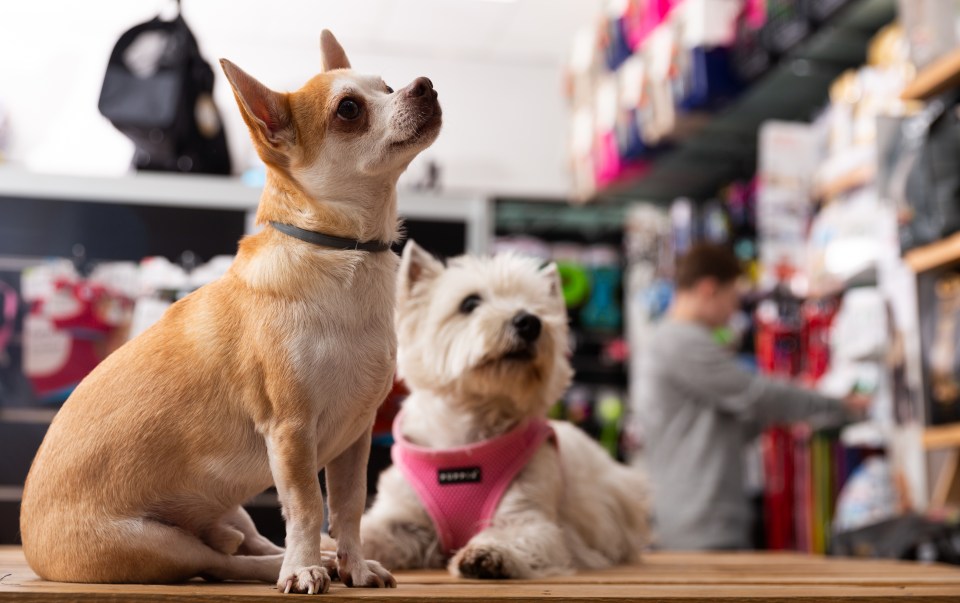 Jollyes wants to keep Britain's streets free from dog pop