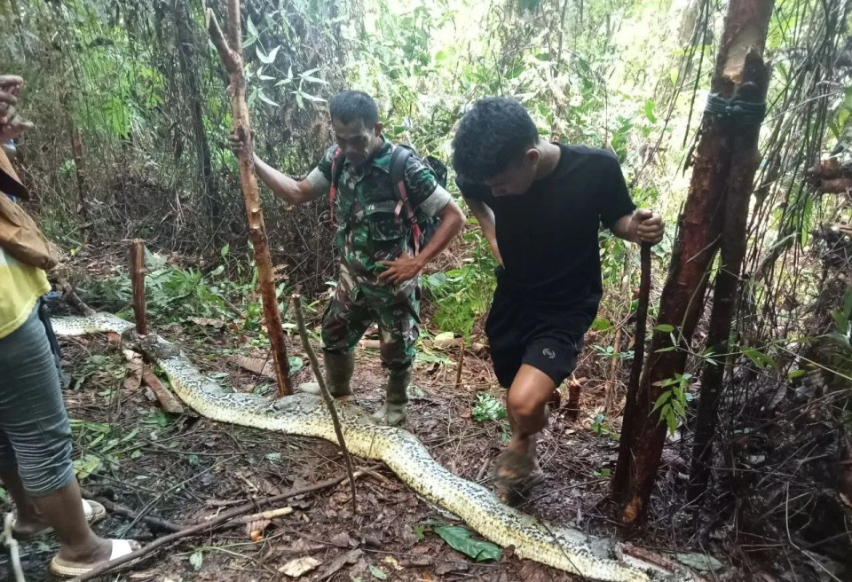 The snake measured a whopping 30ft