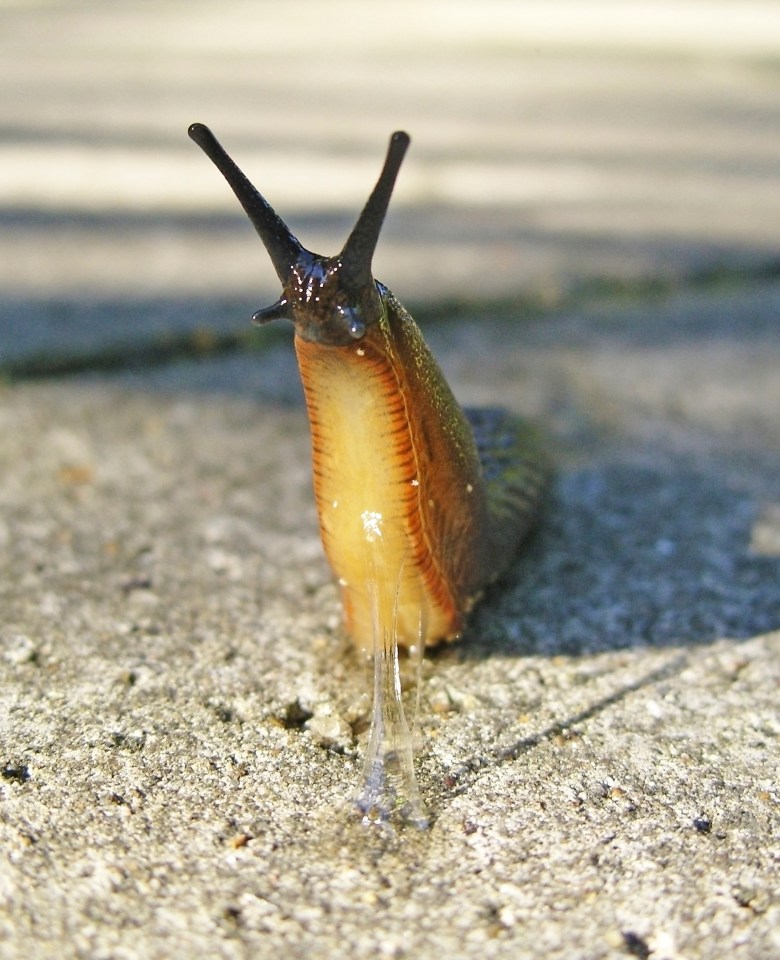 Although slugs and snails are essential for our ecosystem, there's no denying these pests can be quite the nuisance