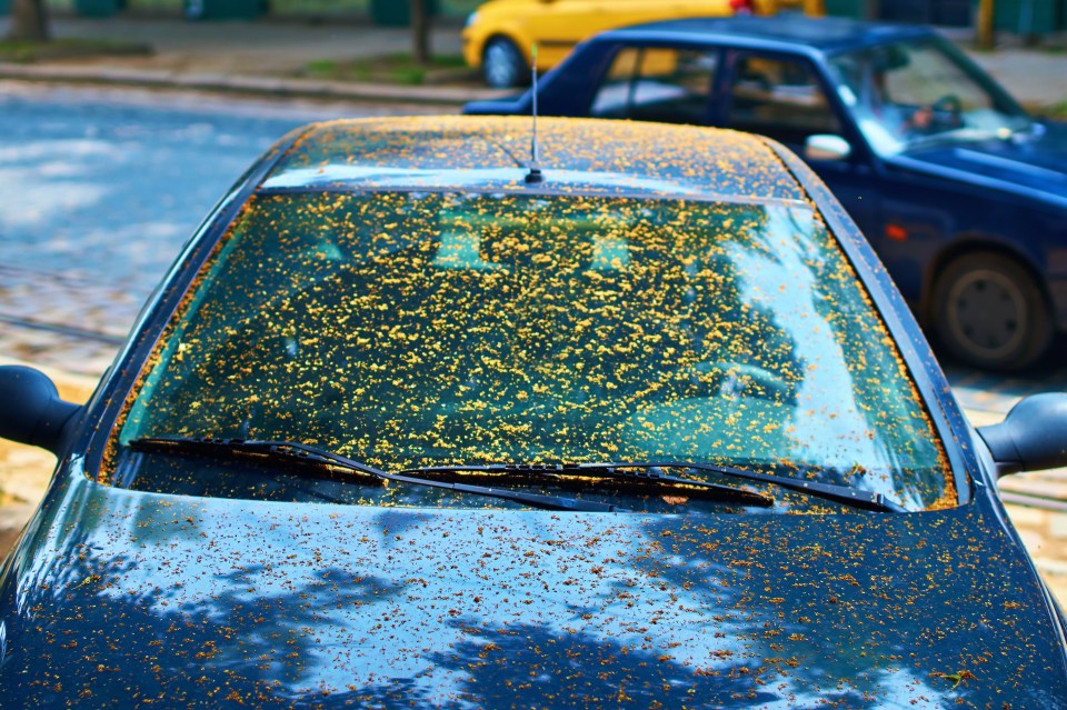 Car experts have revealed ways to keep your windscreen safe