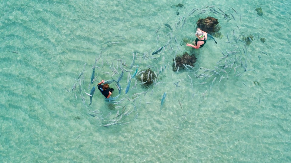 Snorkelling at Lord Howe beats the world famous Great Barrier Reef, locals say