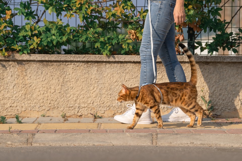 Animal experts have blasted woke owners who put their cats on leads