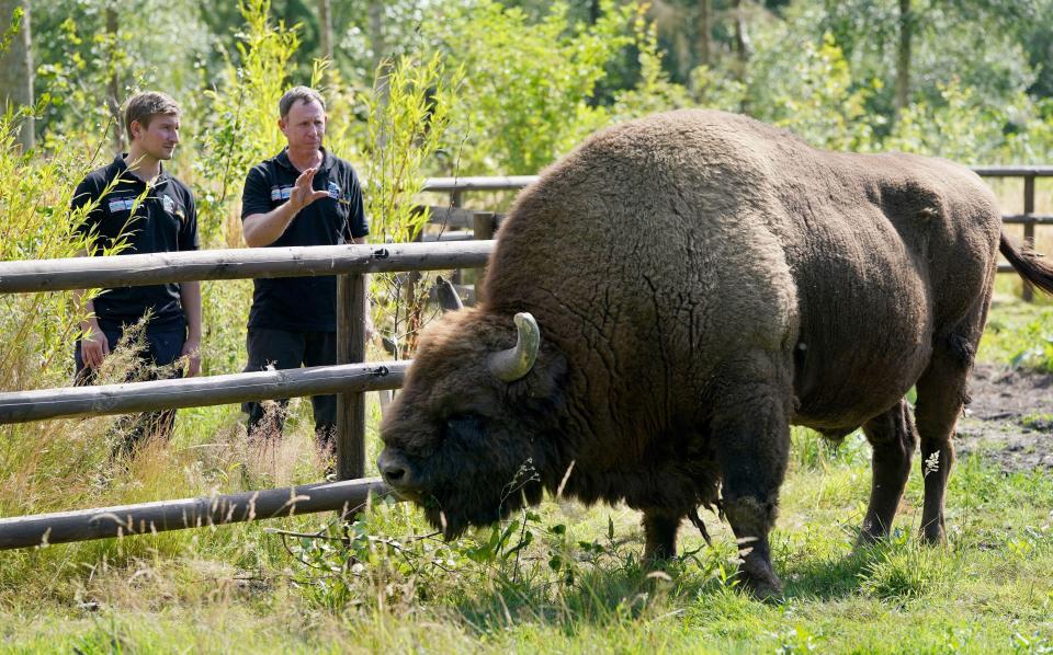 The herd has doubled since the three females were released in 2022