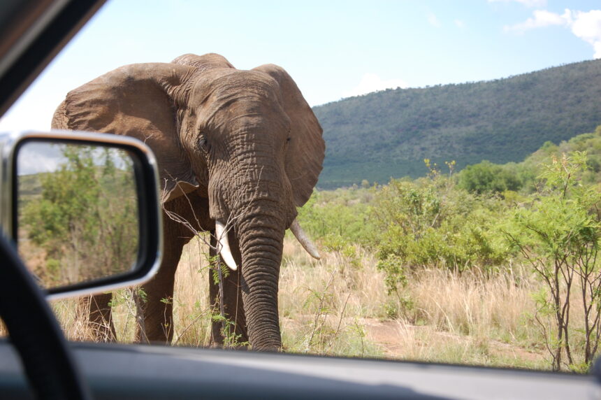 The Pilanesberg National Park in North West Province is 100 miles from Johannesburg