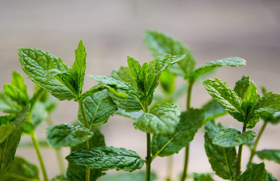 Mint is said to be a smell ants hate