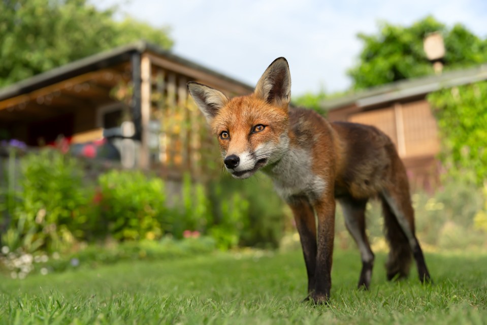 Foxes are protected under the Welfare Animal Act 2006