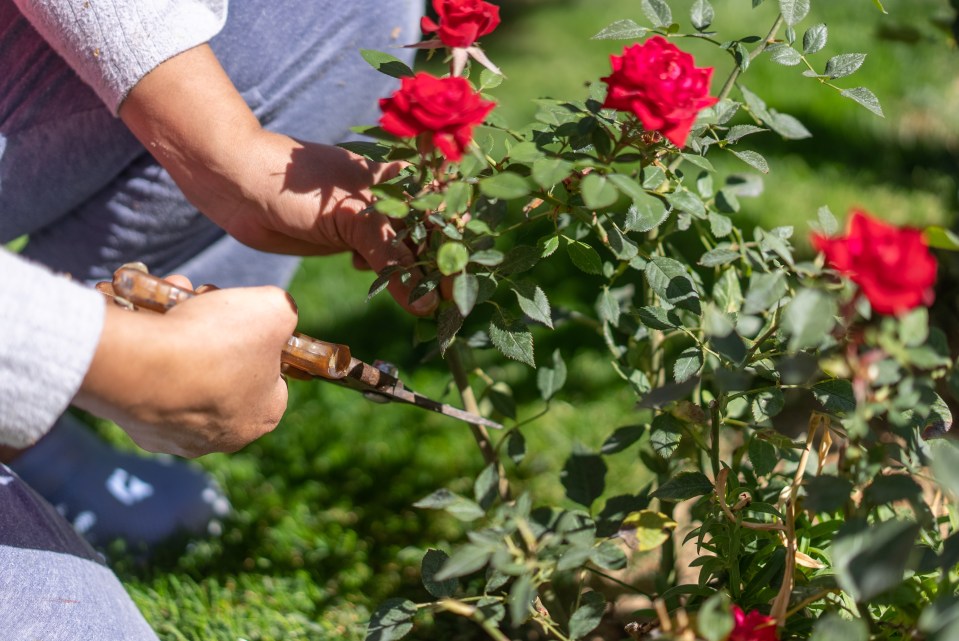 It's officially garden season - but the tasks don't stop there