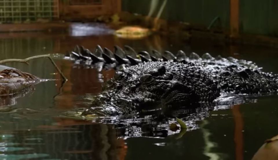 Meet Cassius, the world's largest living crocodile