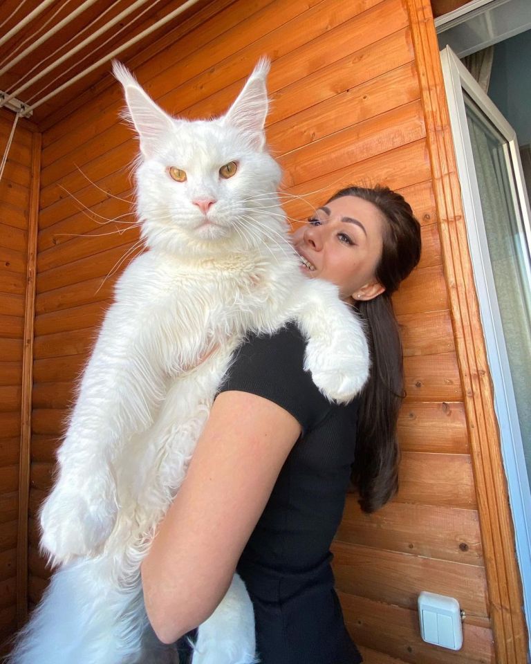 a woman in a black shirt is holding a large white cat