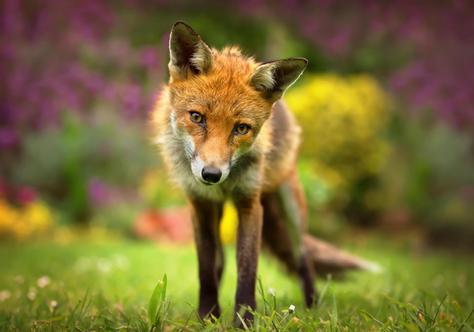 Feeding foxes is not illegal in the UK