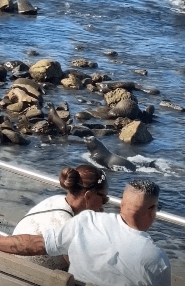 The sea lion was perched comfortably amongst some rocks before it got territorial