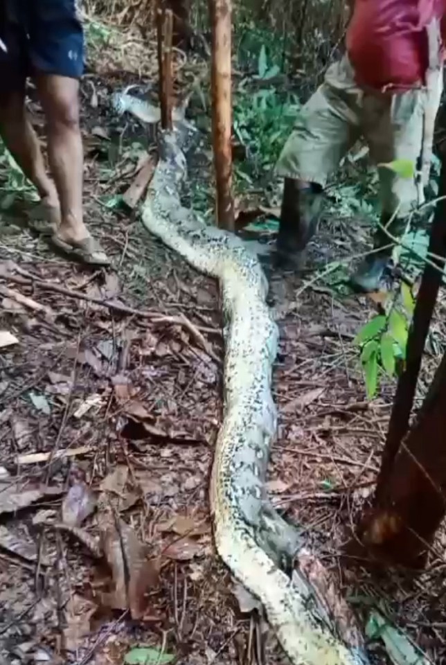 The victim's husband found her being eaten head-first by the beast