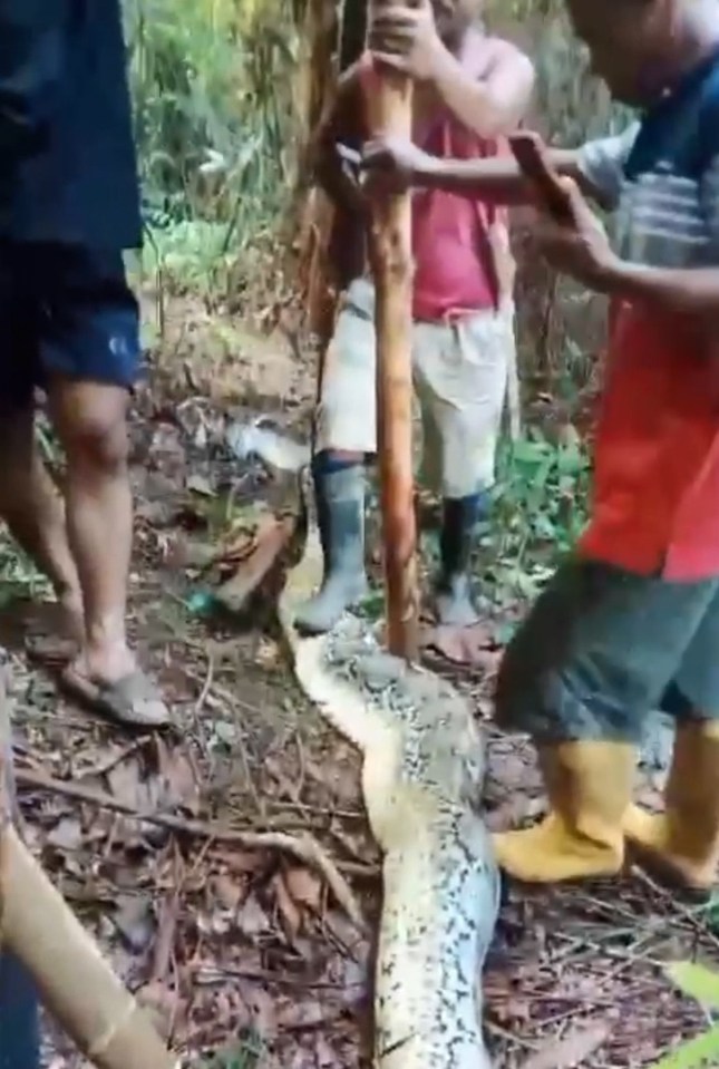 The housewife was brutally attacked, dragged and killed by the python