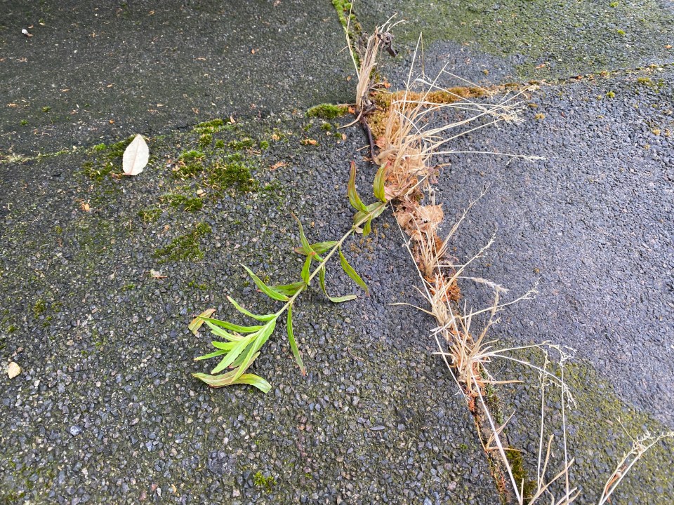 In our test it failed to kill the weed at the root meaning it's only a matter of time before it regrows