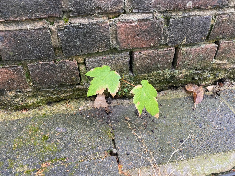 But the salt didn't make much difference to the weeds on Leanne's patio