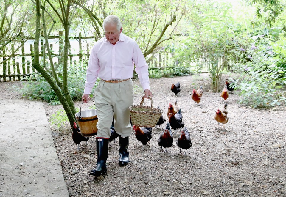 Charles feeds his Burford brown and Maran chickens early in the morning at Highgrove House