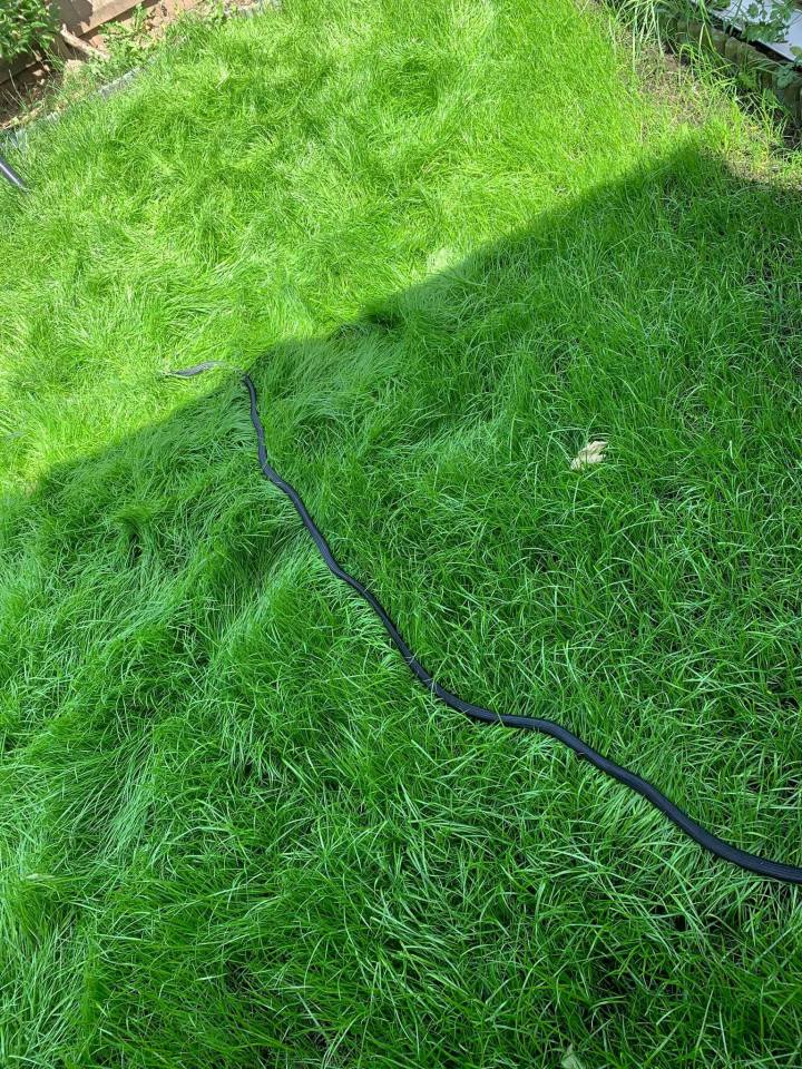 As they shared a snap of how their grass had been transformed