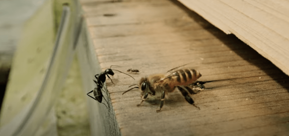 The behaviour was captured by Yugo Seko, Kiyohito Morii, and Yoshiko Sakamoto of the National Institute for Environmental Studies