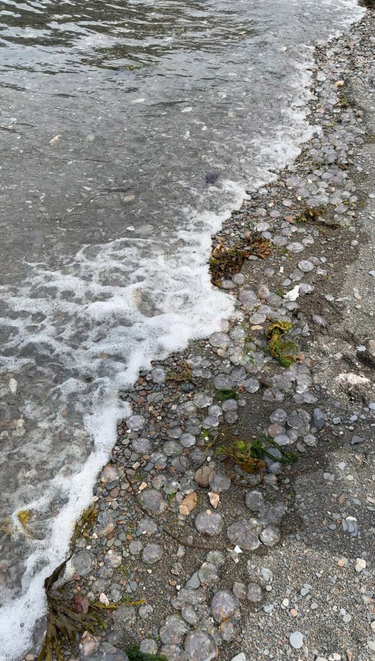 Hundreds of moon jellyfish washed up on the shoreline