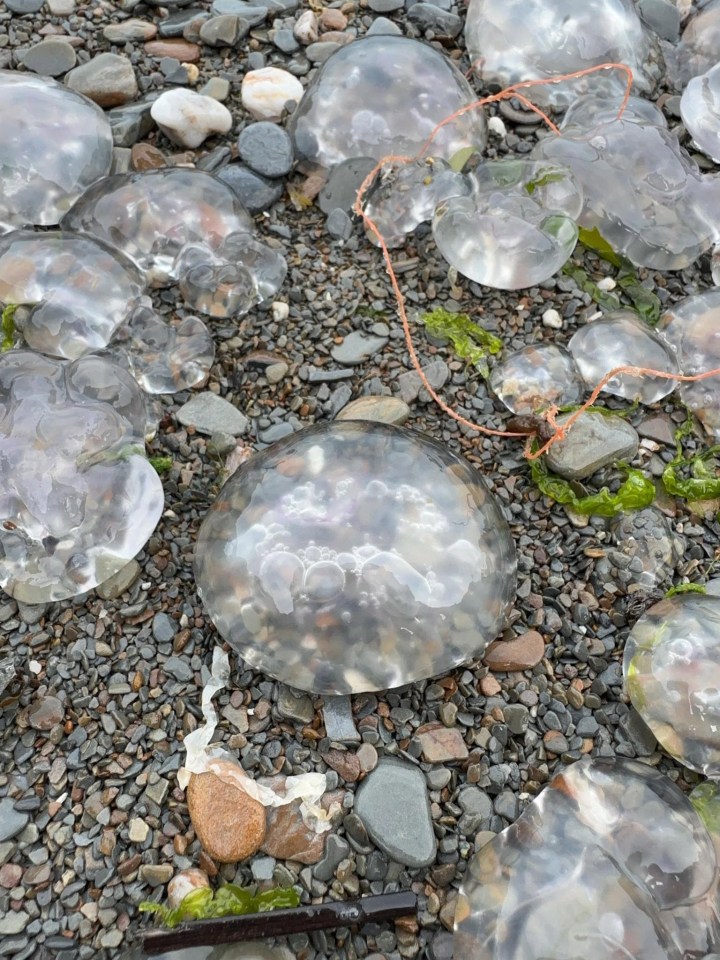 The creatures shocked beachgoers