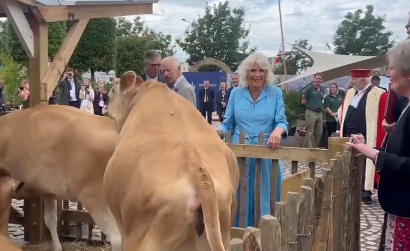 As they spoke with fellow attendees, one of the heifers stands up on its hind legs and attempts to mount the other