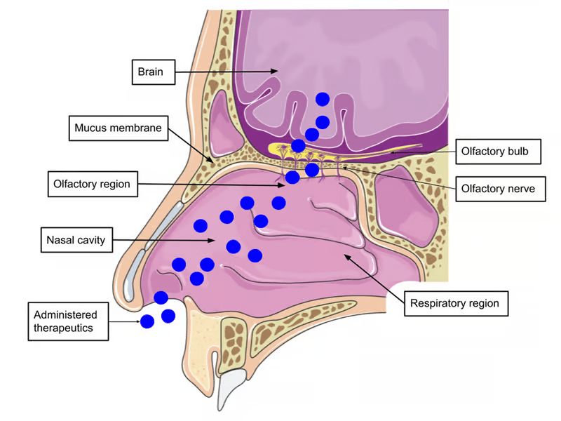 The treatment - tested on mice - bypasses the blood-brain barrier to clear away toxic proteins in the brain