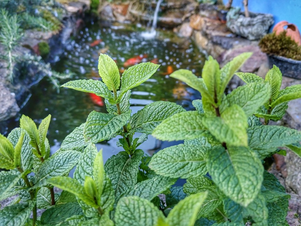 You can use mint plants to deter rats