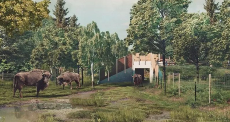 New bison bridges are to be built following the success of the herd