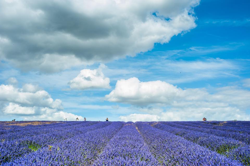 Hitchin Lavender has been creating a buzz online for the last few years