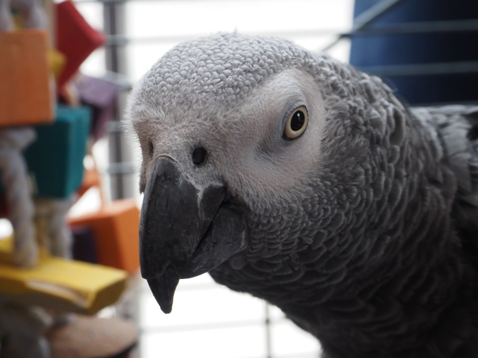 Frosty, a 19-year-old African grey, keeps squawking his favourite word during quiet moments at the bar