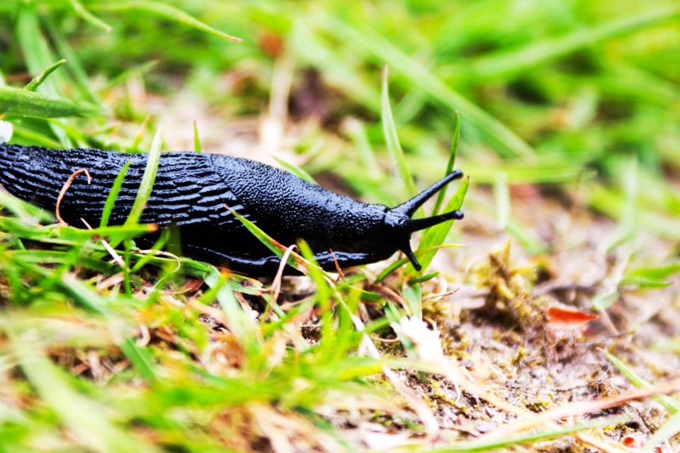 A celebrity gardener has revealed his secret to stop slugs and snails from climbing all over your plants