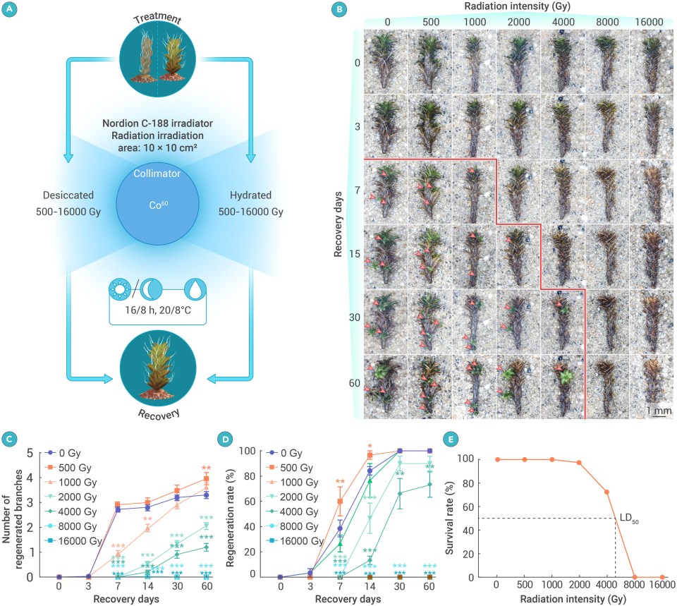 The research found the moss could withstand even the most extreme conditions