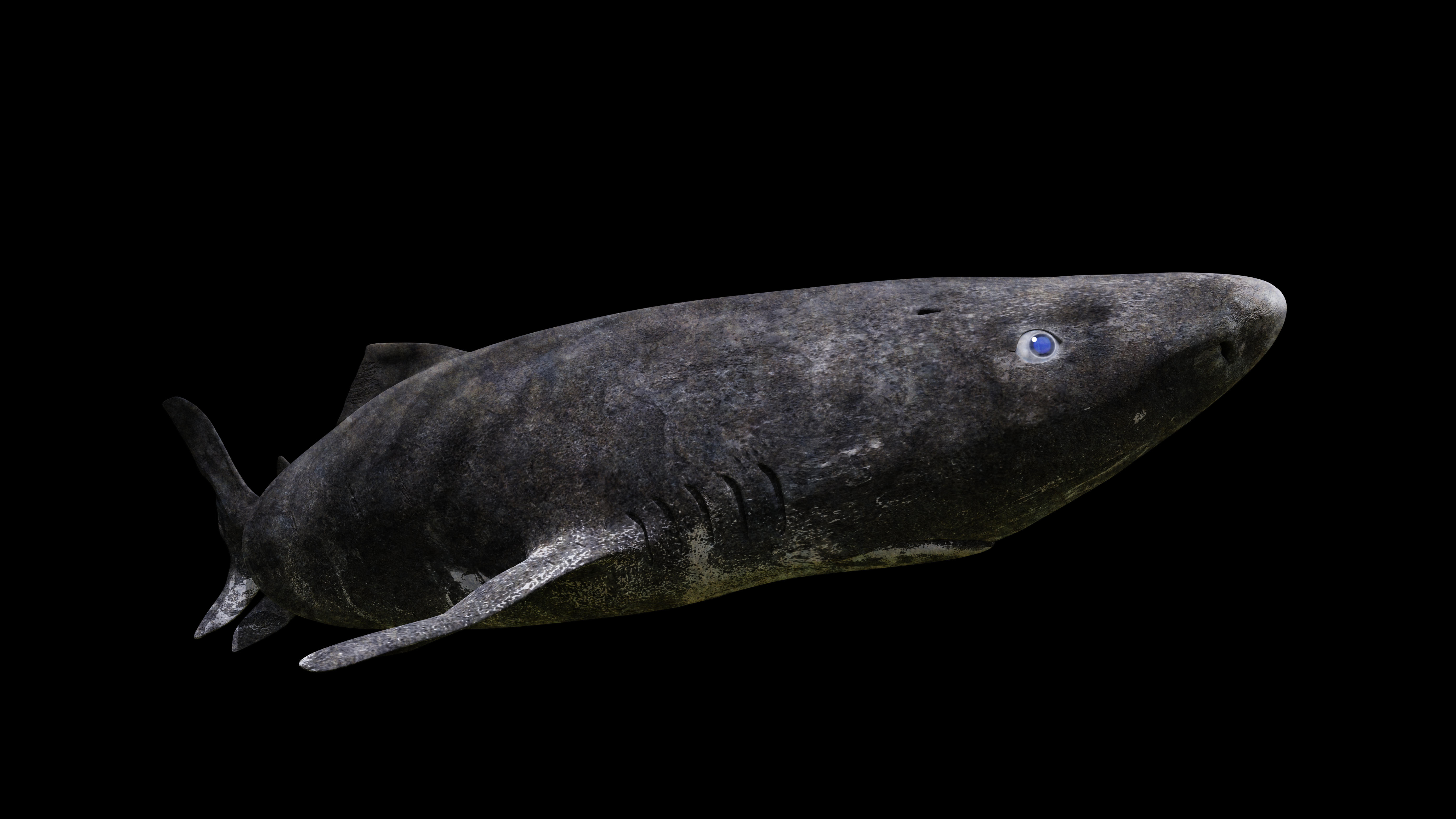 One of the rare Greenland sharks pictured inside the depths of the ocean