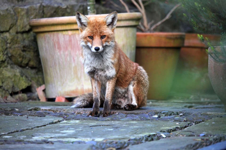 The homeowner explained that certain scents are off-putting to foxes (stock image)