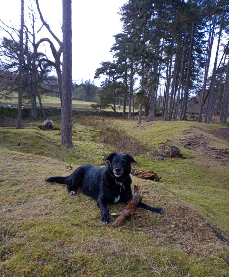 My dog Jessie ignores me if I’m feeling rough