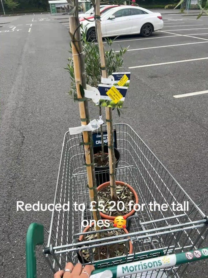 One shopper showed the trees she picked up in the sale