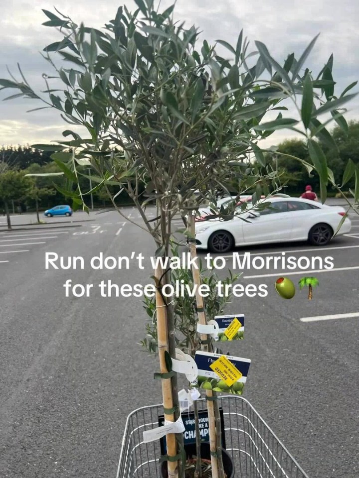 Morrisons currently has olive trees in its super sale, and there are different sizes available