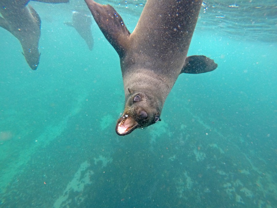 Surfers used to enjoy interacting with seals, who were generally friendly