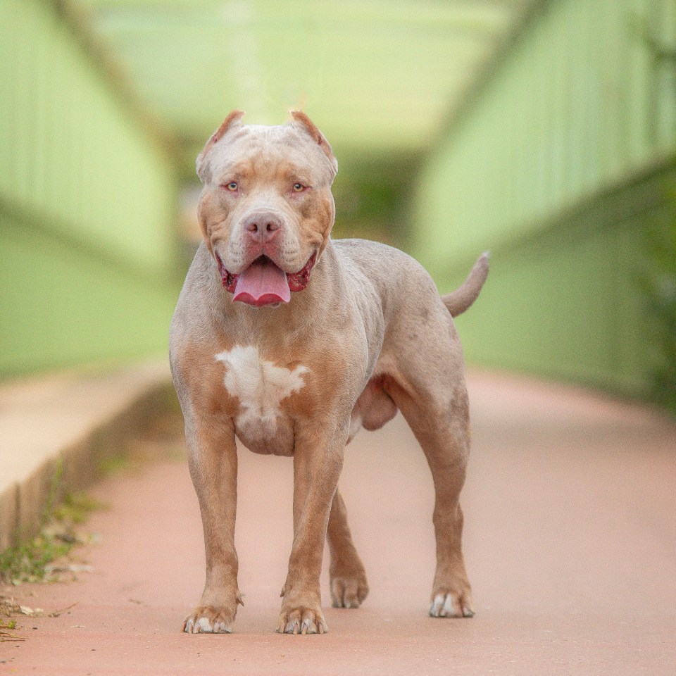 Portrait of an American Bully XL dog.