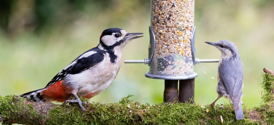 Feeding birds is a popular activity in the UK