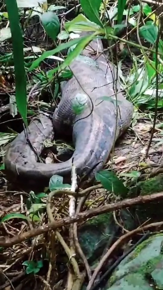 A mother named Farida was eaten alive by a python in a similar attack last month