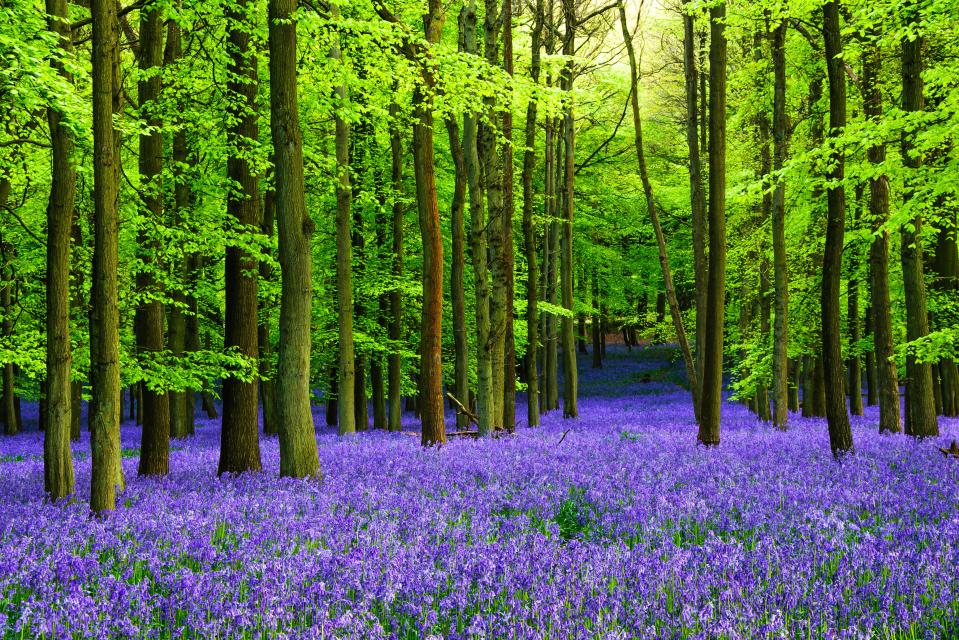 a forest filled with purple flowers and green trees