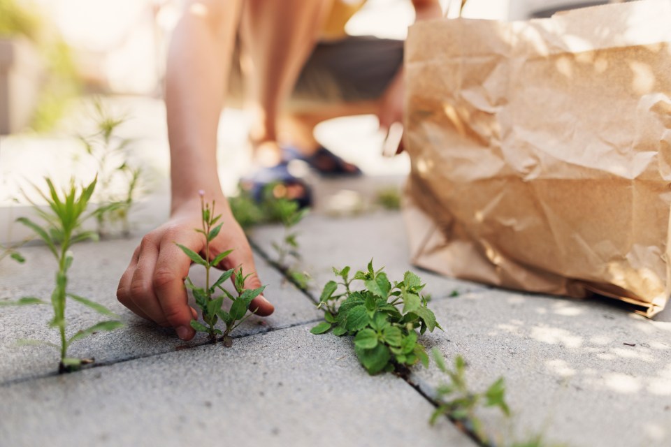 Weeds spring up in the smallest spaces and getting rid of them can feel like an impossible task