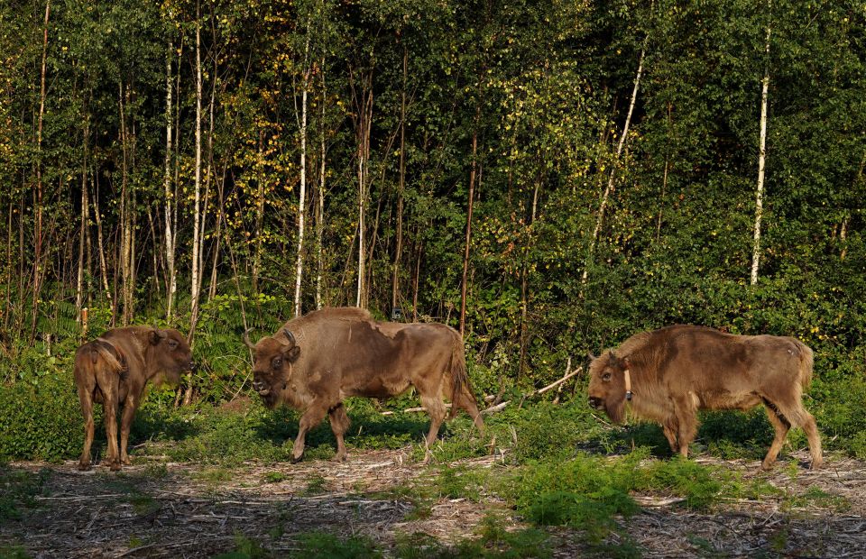 There is just one small area of the UK where you can find wild roaming bison