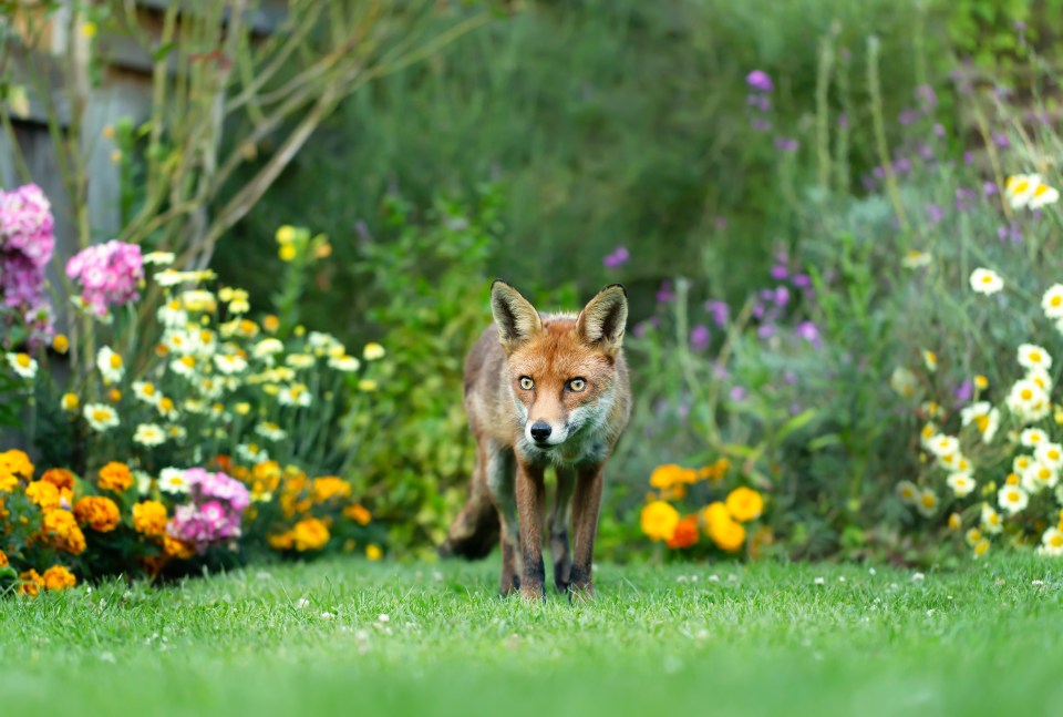 A Reddit user revealed the steps she takes to keep foxes from entering her garden (stock image)